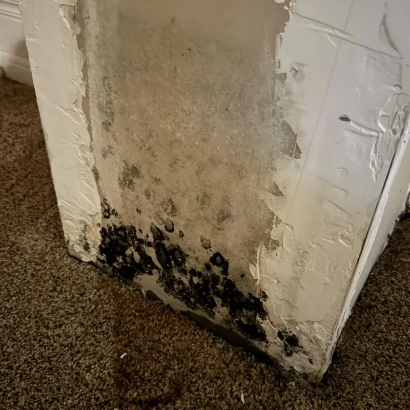Professional Mold Removal in North Yelm, WA